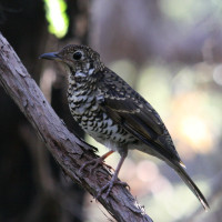 Bassian Thrush